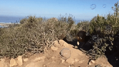 doggy lion bubble hunting