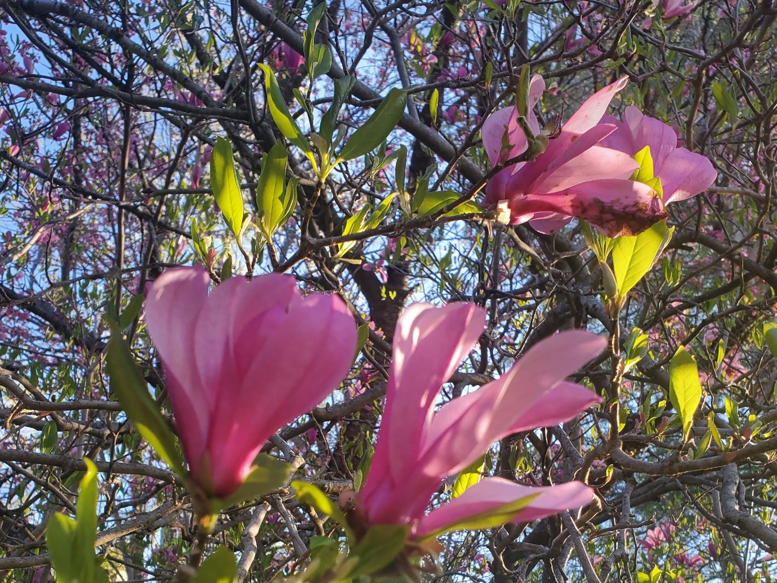 Several magnolia flowers, shown up close, surrounded by green leaves. 