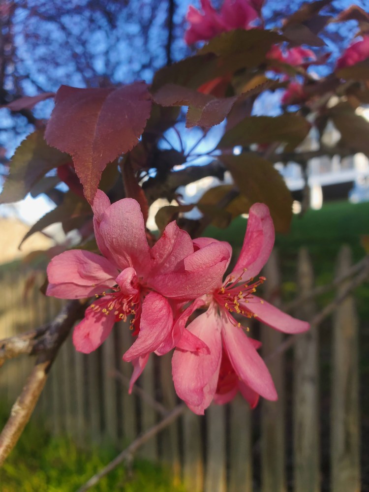 Up close image of fuchsia crabapple flowers. 