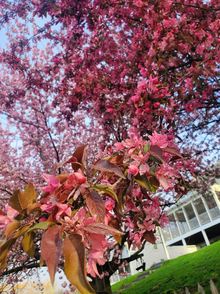 Branch of a crabapple tree, upclose, with a pink cherry blossom tree and a white house behind it. 
