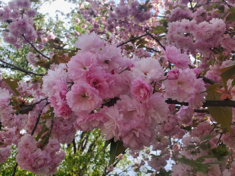 Upclose view of the pure pink blossoms of a kwanzan cherry tree.