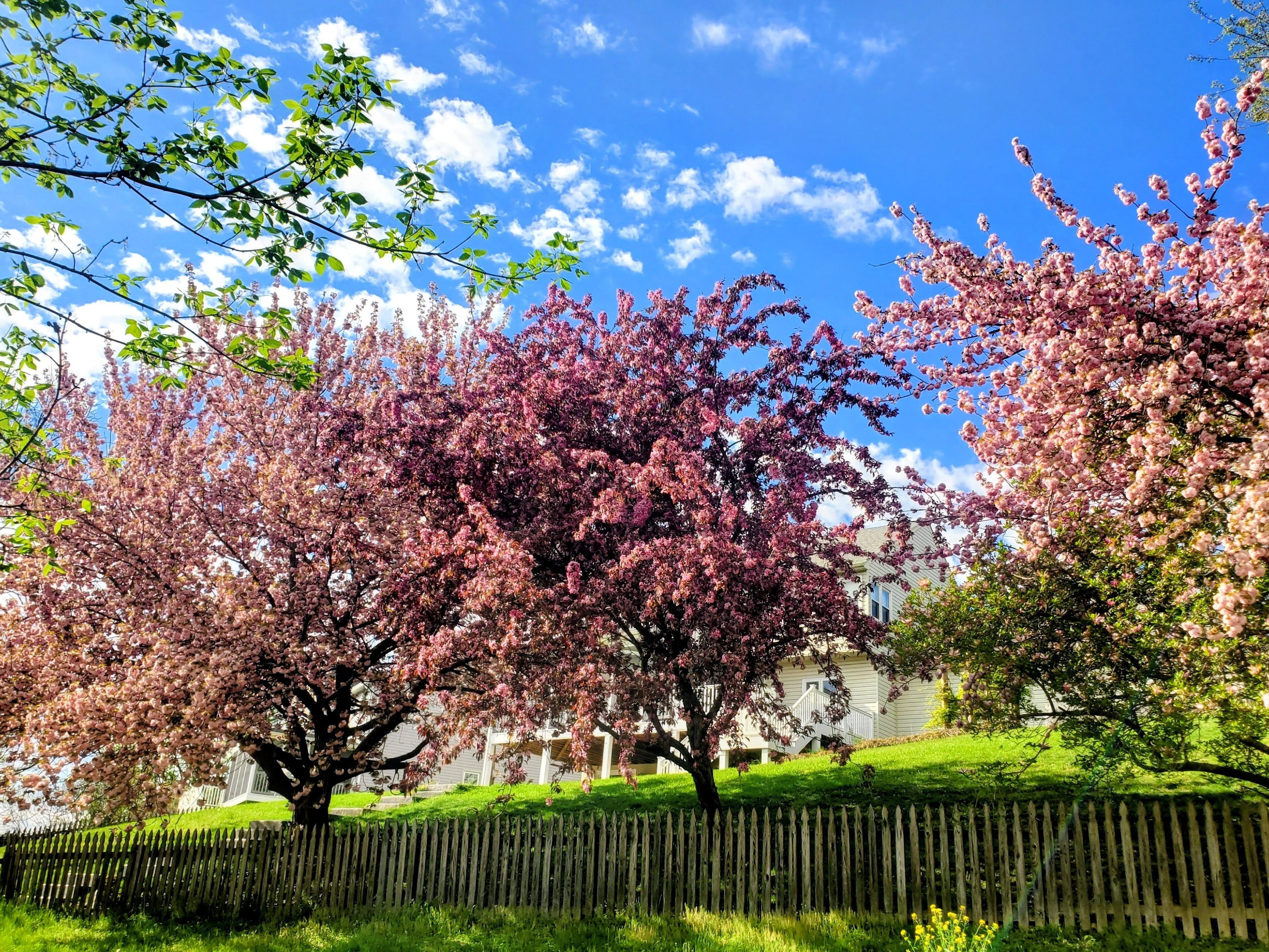 Bright landscape of a backyard with a blue sky above with fluffy white clouds, green grass, and a picket fence. A white home sits in the background. The foreground is filled with four trees with pink flowers on them. 