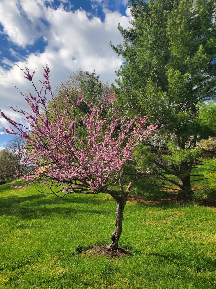 An eastern redbud tree covered in pinkish purple flowers, A large pine tree is in the background, and thick white clouds hang above in a bright blue sky.