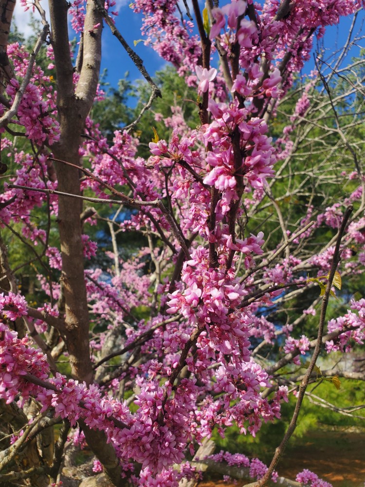 Close-up of a eastern redbud tree, with pinkish purple flowers coating the branches. 