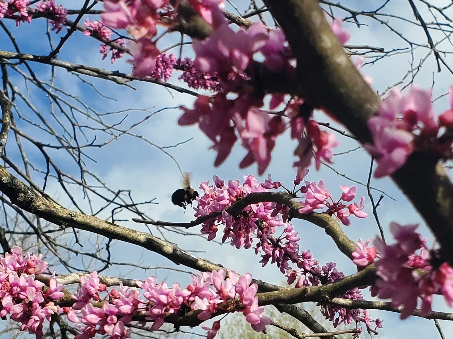 A bee hovers over a clump of eastern redbud flowers. 