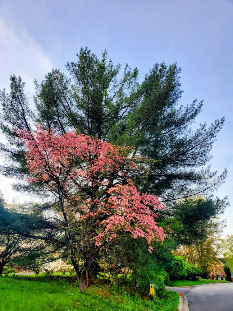 A flowering dogwood tree with dusty coral colored flowers sits in front of a large evergreen tree near a residential street.