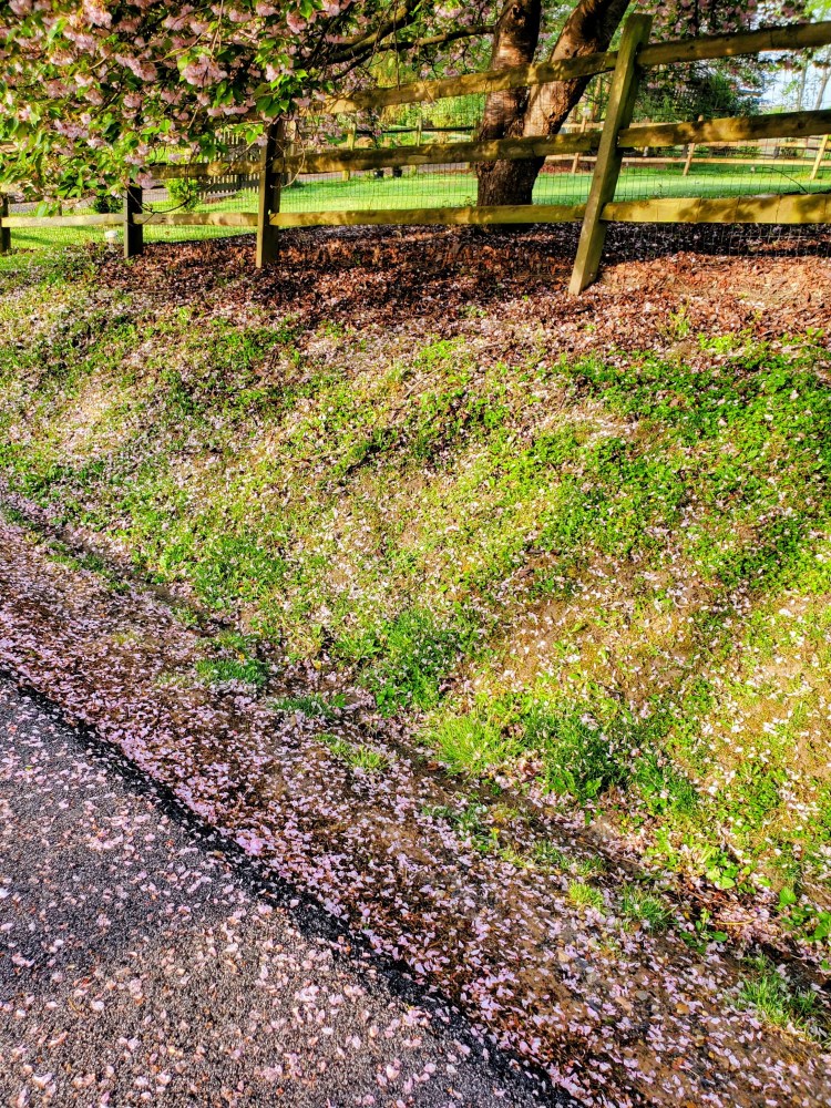 A street and adjacent yard littered with the fallen pink petals of a cherry tree. 