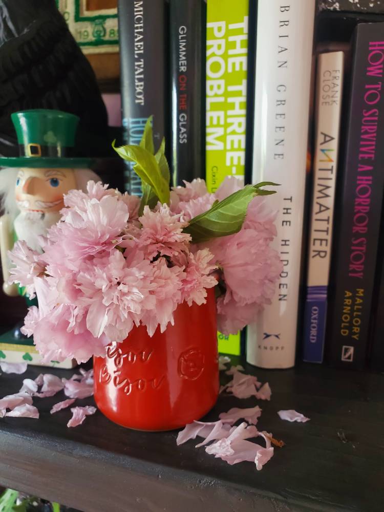 Cherry blossoms in a small red pot, sitting on a bookshelf in front of books and other knick-knacks. Fallen petals surround the base of the pot. 