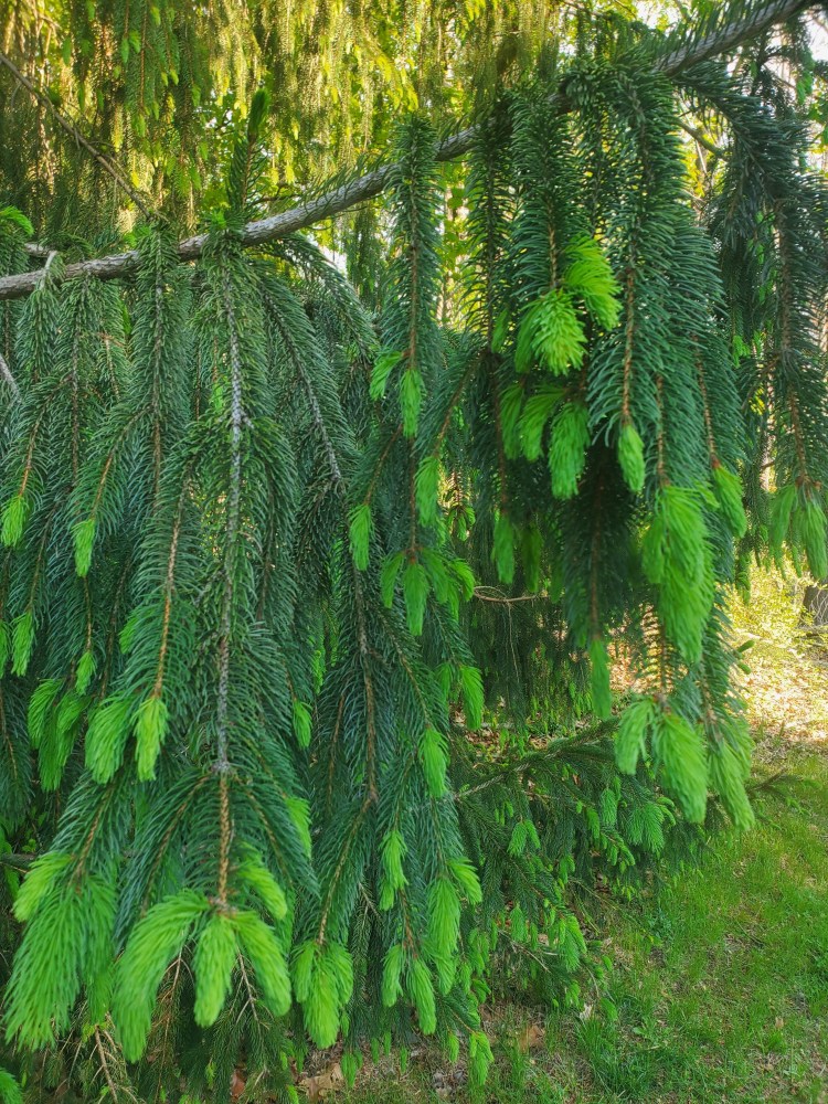 A lush green Norway spruce tree with bright pink baby tips budding on the ends of each branch. 