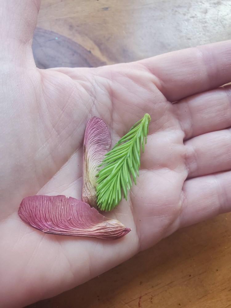 Two iridescent pink maple seeds with a Norway spruce baby sprig in the palm of the authors hand. 