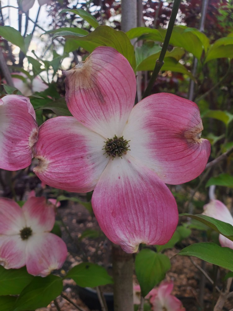 Closeup of a pink flowering dogwood flower. 