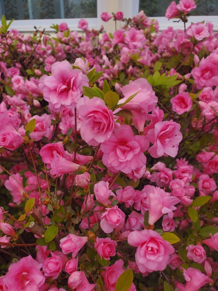 Upclose picture of a clump of vivid pink rosebud azalea flowers. 